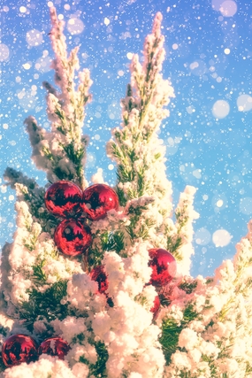 圣诞节唯美摄影素材图片